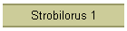 Strobilorus 1