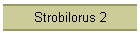 Strobilorus 2