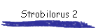 Strobilorus 2