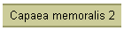 Capaea memoralis 2