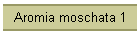 Aromia moschata 1