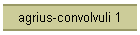 agrius-convolvuli 1