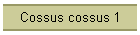 Cossus cossus 1