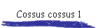 Cossus cossus 1