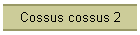 Cossus cossus 2
