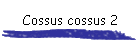 Cossus cossus 2