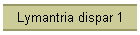 Lymantria dispar 1