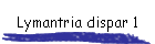 Lymantria dispar 1