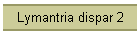 Lymantria dispar 2