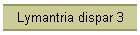 Lymantria dispar 3