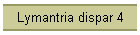 Lymantria dispar 4
