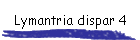 Lymantria dispar 4