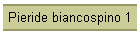 Pieride biancospino 1