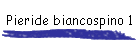 Pieride biancospino 1
