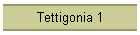 Tettigonia 1