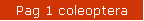 Pag 1 coleoptera