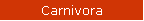 Carnivora