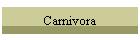 Carnivora