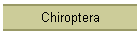Chiroptera