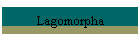 Lagomorpha