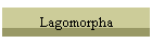 Lagomorpha