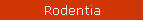Rodentia