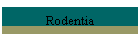 Rodentia