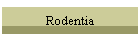 Rodentia