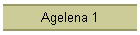 Agelena 1