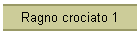 Ragno crociato 1