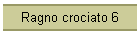 Ragno crociato 6