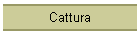 Cattura
