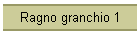 Ragno granchio 1