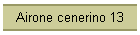 Airone cenerino 13