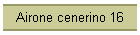 Airone cenerino 16