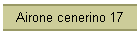 Airone cenerino 17