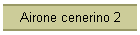Airone cenerino 2