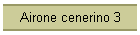 Airone cenerino 3