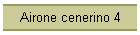 Airone cenerino 4