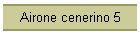 Airone cenerino 5