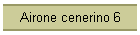 Airone cenerino 6
