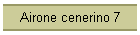 Airone cenerino 7