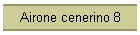 Airone cenerino 8