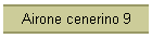 Airone cenerino 9