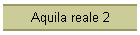 Aquila reale 2