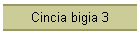 Cincia bigia 3
