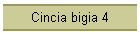 Cincia bigia 4