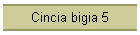 Cincia bigia 5
