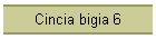 Cincia bigia 6