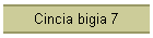 Cincia bigia 7